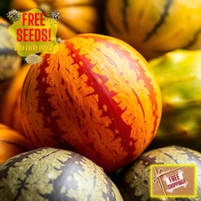 Fresh Kajari Melon Seeds | Dheli Melon | Heirloom Non-GMO | Fresh Fruit Seeds