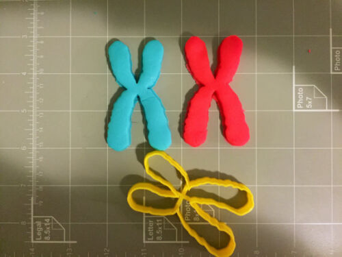 Chromosome Cookie Cutter - Choose Your Own Size - Picture 1 of 3