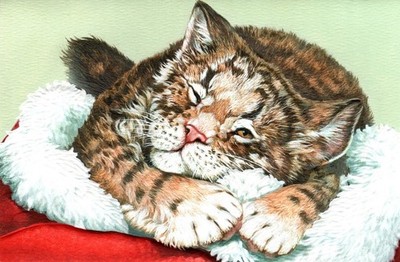 Merry Christmas Main Coon Kitty Cat Kitten Naps Greeting Cards - Set of 10