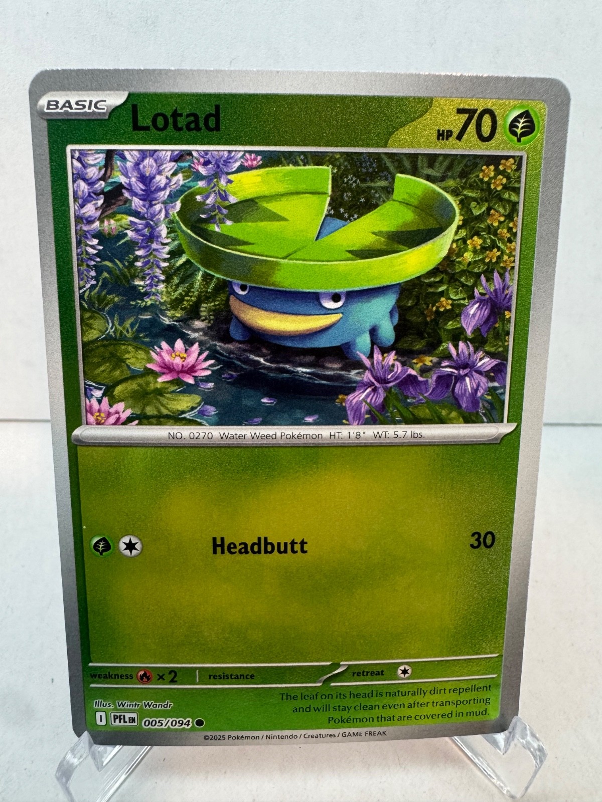 Lotad 5/94 - Reverse Holofoil NM - ME: Phantasmal Flames - Pokémon TCG