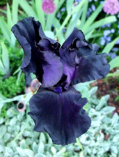 3x Iris germanica Black Knight Scented Perennial Plants Rhizomes in 9cm pots