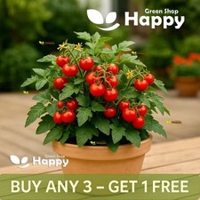 Vegetable Cherry Tomato - Minibel - 40 Seeds - A decorative and tasty tomato