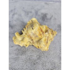 Unique Yellow Spiral Conch Seashell Beach Decor Home Accent Natural Shell 3.5"