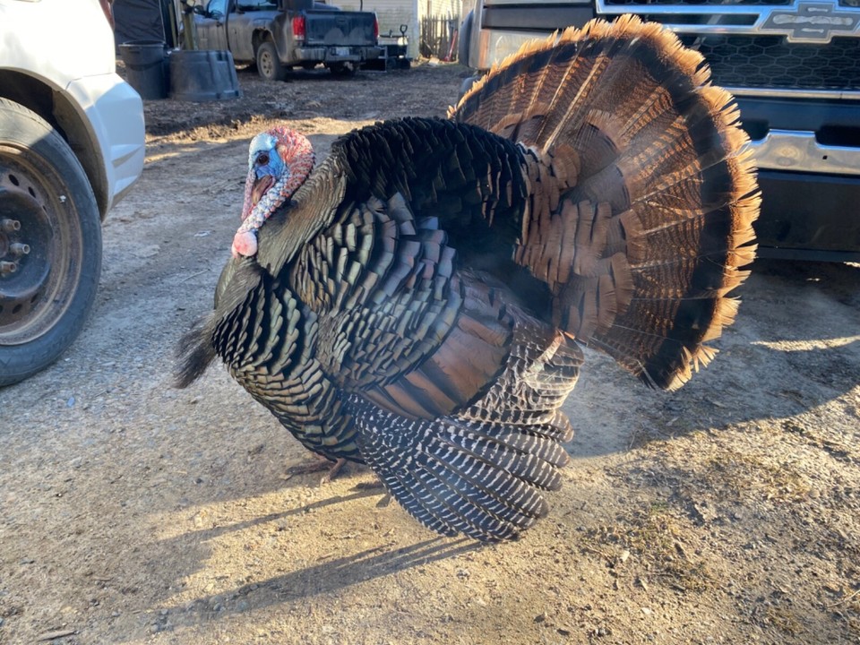12 mix eastern wild turkey hatching eggs eBay