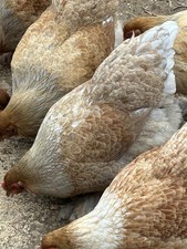 Gold Blue Partridge Brahma Hatching Eggs NIPI Certified and AI Clean 1 Dozen