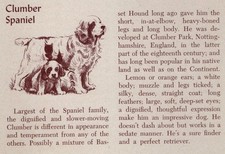 Clumber Spaniel - CUSTOM MATTED - Vintage Ant...
