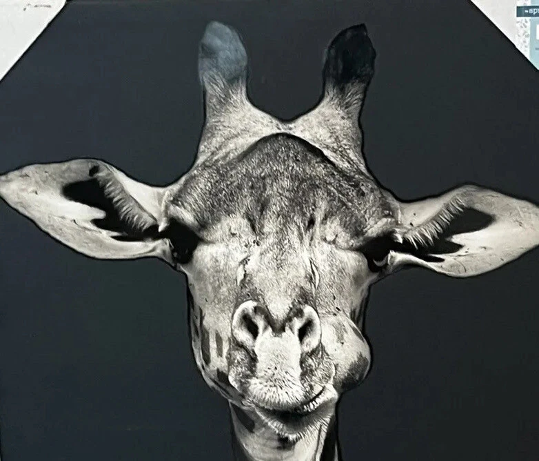 Giraffe Canvas Wall Art Picture Black And White 30” x 20” - Image 3 of 4