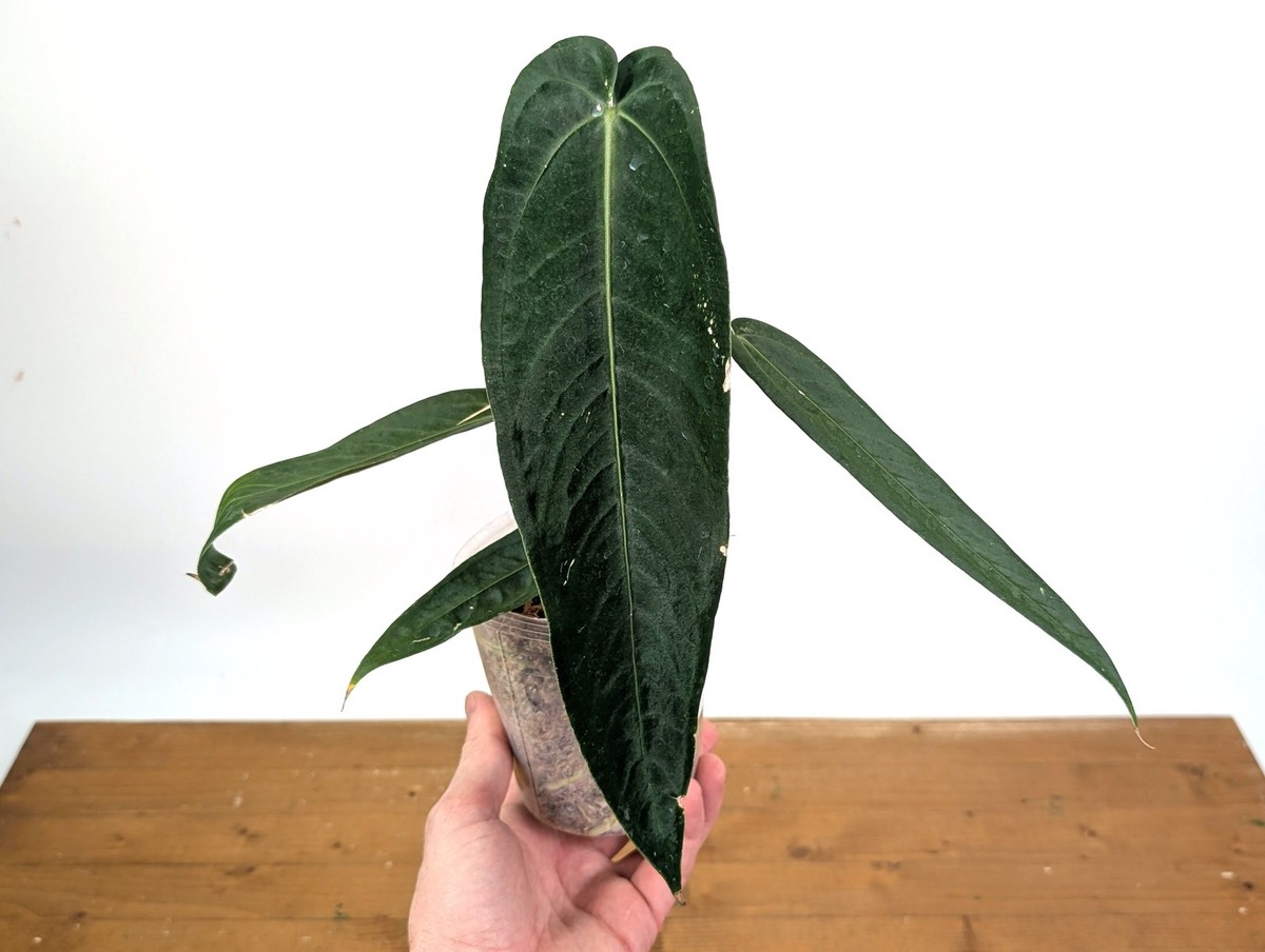 Anthurium Warocqueanum Esmeralda 'Dark Queen' | eBay