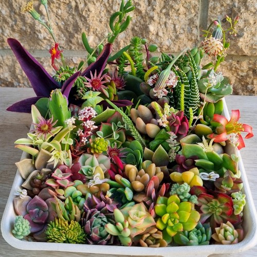 SUCCULENTS Cuttings Echeveria Sedum Senecio Collectors Colour Variety Mix Pack - Picture 3 of 8