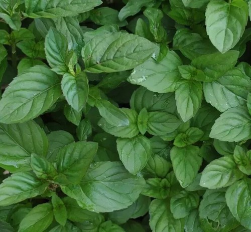 Herb plants, garden ready, 9cm pots lots of choice - Picture 209 of 298