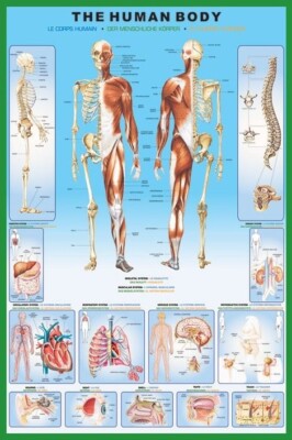 Poster The Human Body  Menschliche Körper Maxi Wandposter Plakat Neu 61x91,5 cm
