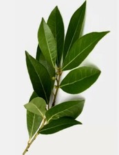 40 feuilles fraiches de Laurier Sauce de Corrèze 100% Bio + 5 Feuilles Offertes