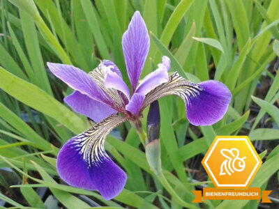 2x Schwertlilie lila | Iris versicolor | Teichpflanze | winterhart | blau-lila |