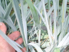 50 BLUE DUNE GRASS SEEEDS ( Leymus arenarius) - very fast spreading plant