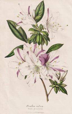 Azalea indica striata formosissima Azalea Flower botany Houtte Lithograph