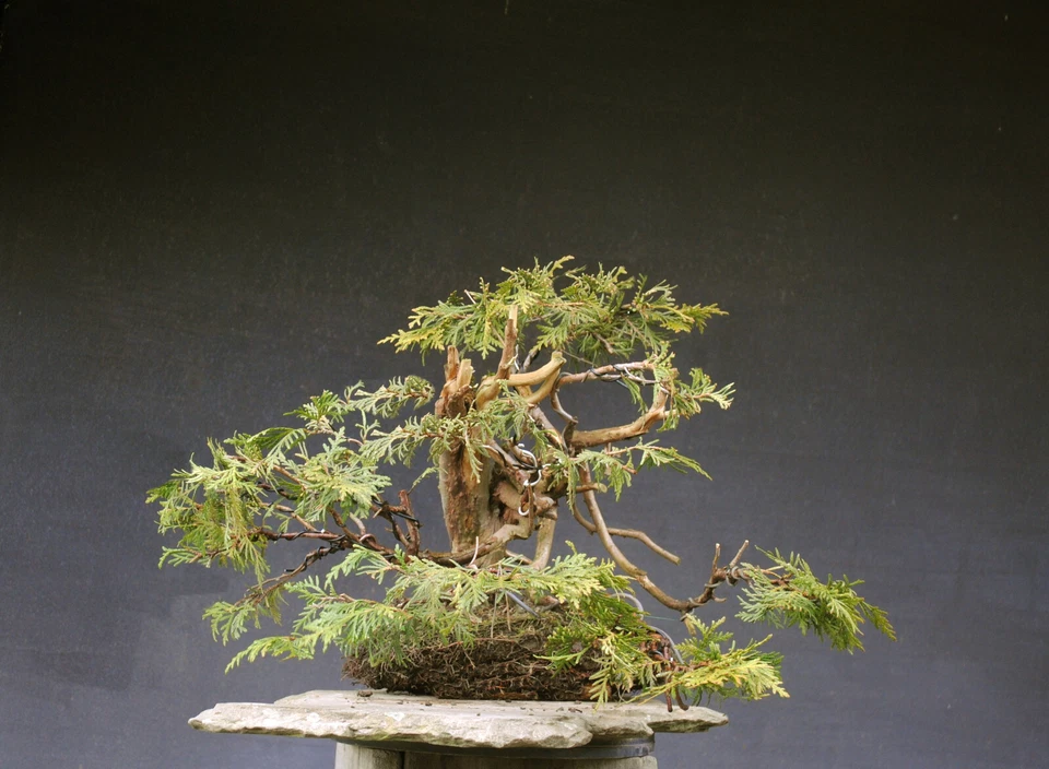 Bonsai outdoor winterhart Thuja  H40 B50 D5 cm - Bild 2 von 4