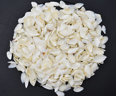 1 Lb (Thousands) Very Tiny White Coquina Micro Shells (1/4'') Beach Arts Crafts