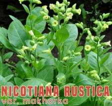 Graines de Tabac Makhorka Soviétique (Nicotiana Rustica) bio / permaculture