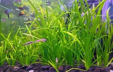 BUY2GET1 Jungle Val Eel Grass Vallisneria Americana Aquarium Aquatic Plants