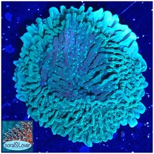 live coral Green Plating Montipora 1.5''+ Frag "coralSLover"