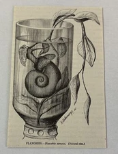 1885 book engraving ~ PLANORBIS snail