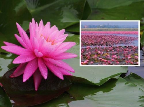 2 rosa Seerosen Rosenymphe Schwimmpflanzen Pflanzen für den Teich Teichpflanzen - Bild 1 von 1
