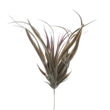 Factory Direct Craft Group of 4 Spikey Dark Green Artificial Aloe Picks