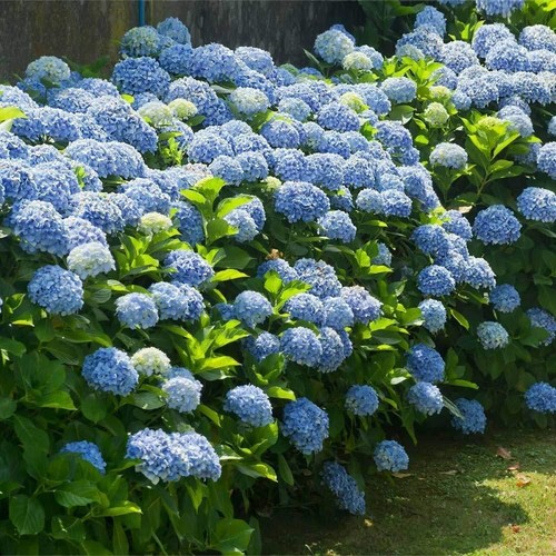 Hydrangea Blue Large Plant in 5L Pot - 50-60cm in Height Garden Ready - Picture 3 of 6