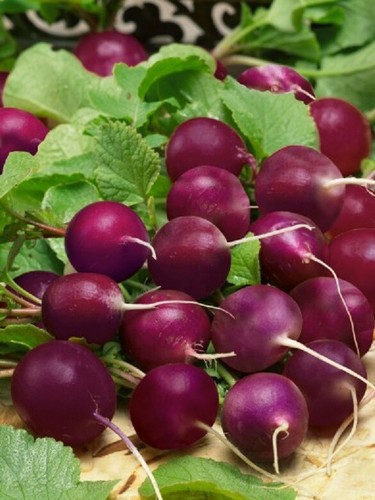 Graines Radis Rond Violet De Malaga - Variété Ancienne - Rapide (3-4 Semaines) - Pour Potager Et Balcon