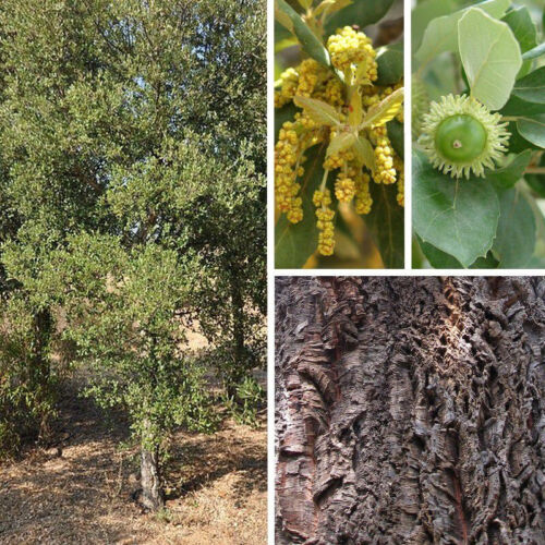 Quercus suber - Chêne liège - Corcier persistant - Photo 1/4
