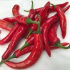 40 SEEDS ORGANIC MEDIUM HOT KOREAN KIMCHI PEPPER FRESH SEEDS