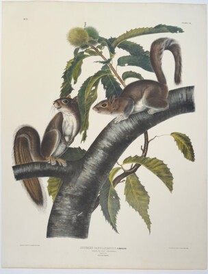 Antique 1843 Audubon Quadrupeds  Lithograph by J.T. Bowen Carolina Grey Squirrel