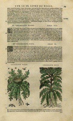 Antique Print-Botany-Carline Thistle-Mattioli-p. 383-Anonymous-1572