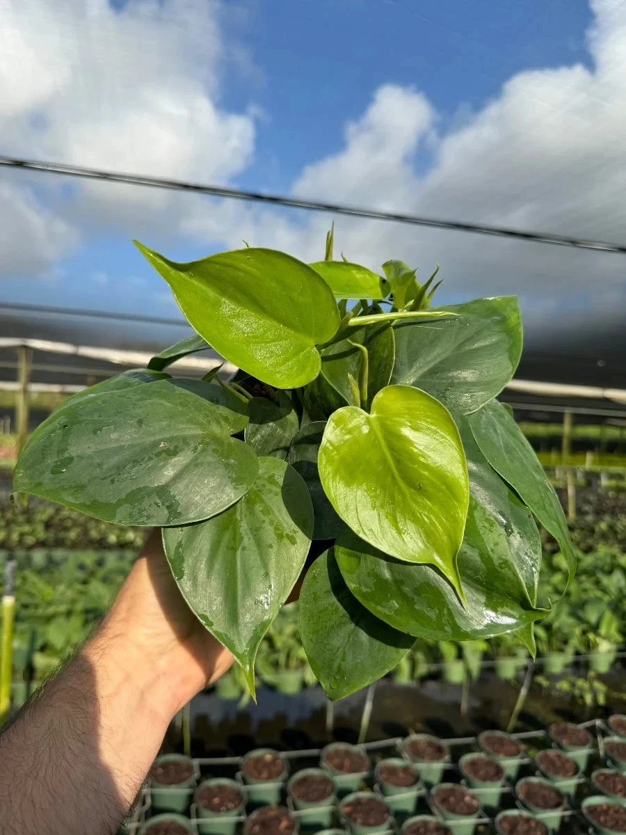 Cordatum Philodendron in Pot | Indoor & Outdoor Live Houseplant in 6"