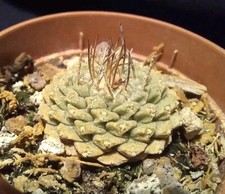 STROMBOCACTUS DISCIFORMIS from seed 2.8 CM! ariocarpus aztekium copopoa 
