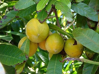 Sapote Amarillo Pouteria campechina Canistel Eierfrucht Pflanze 15-20cm Rarität