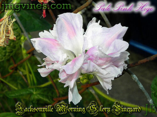 Pale Pink Hige Ipomoea Purpurea Morning Glory 6 Qty - Picture 3 of 6