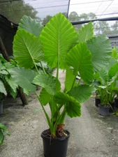 Borneo Giant  Alocasia / Elephant Ear / Taro - 1 Gallon Size Plant