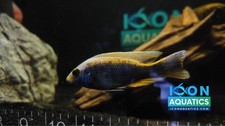 LIVE Fish - 3-4" Ghost Z-Rock Cichlid (WYSIWYG) - Actual fish in photo