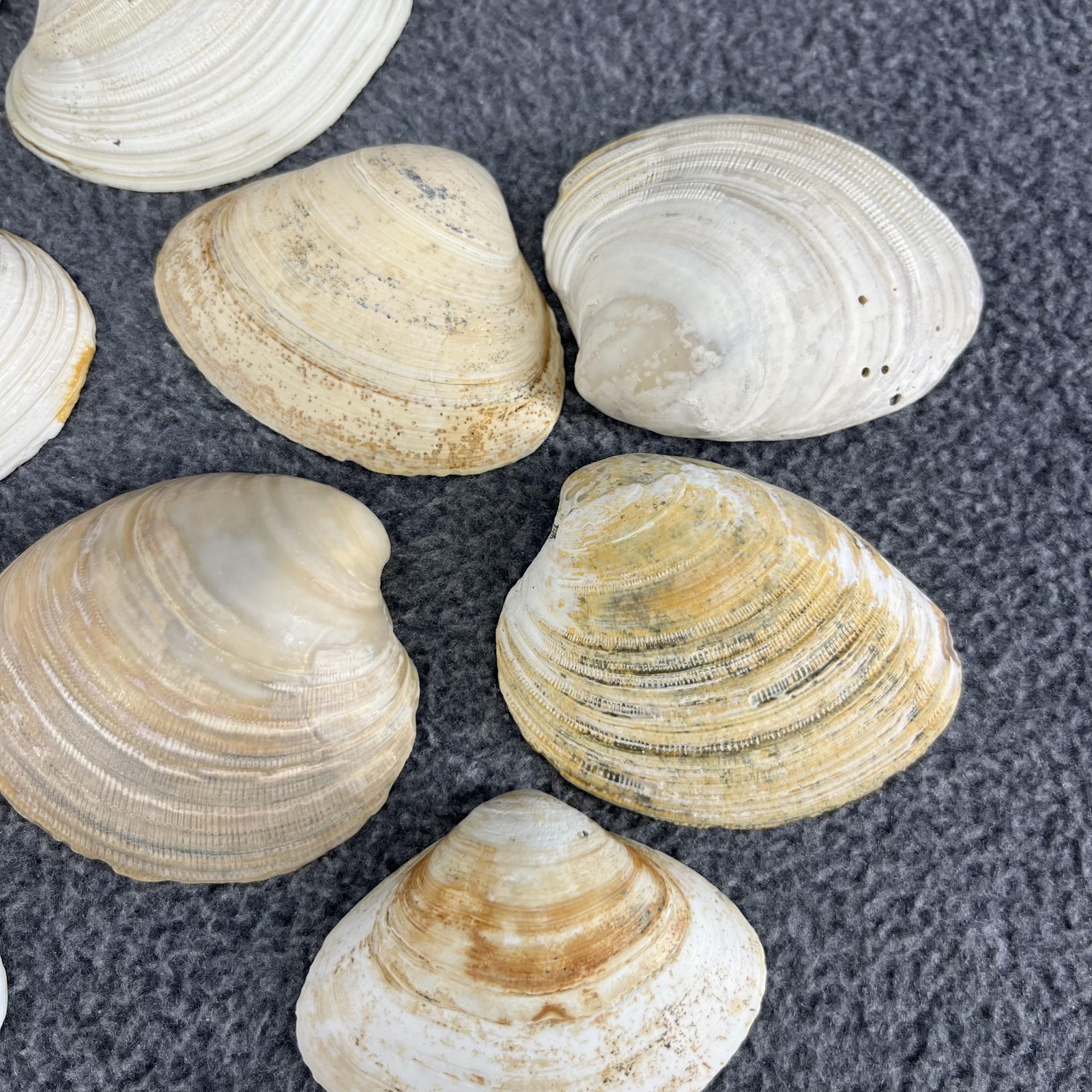 Lot of 20 Mixed Beach Clam Shells Natural Craft Decor Bulk Assorted Sizes 1-3"