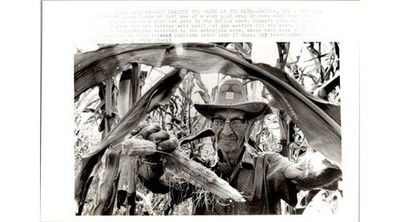 1978 Drought Photograph-Farmer Brown Dallas County TX-AP Laserphoto Press Image