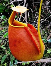 100 Nepenthes Bicalcarata Seeds Harvested June 16th (Fresh)