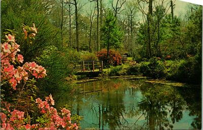 Florence SC Womack Gardens Azaleas Postcard unused (18319)