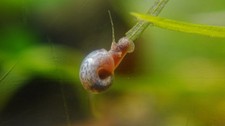 baby Ramshorn Snails READ DISCRIPTION random colors