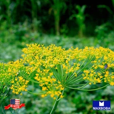 Dill Herb Seeds Mammoth Long Island Non-GMO Heirloom