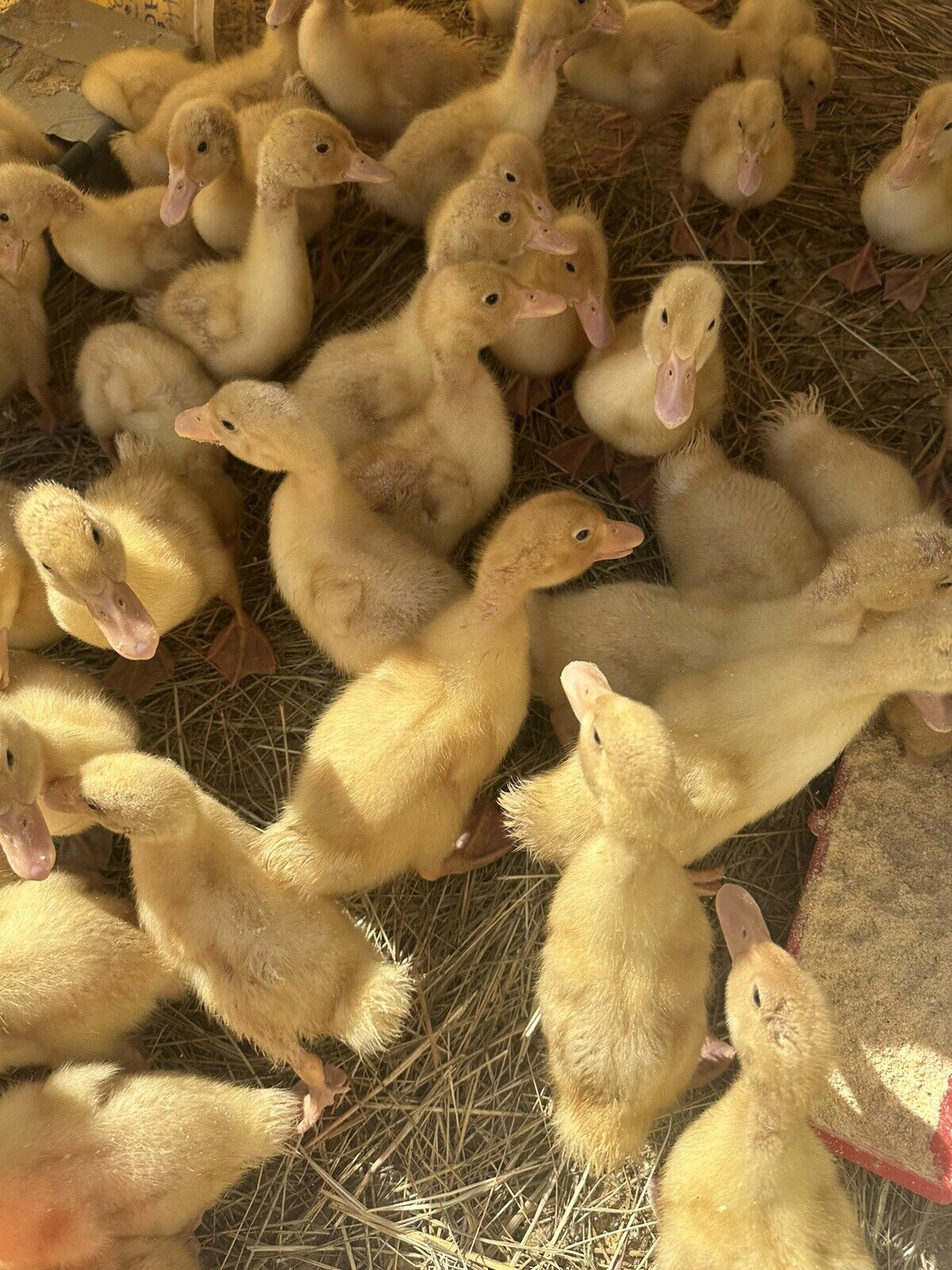 Peking Duck Hatching eggs free shipping (10)