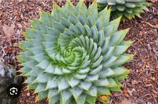 Aloe ‘Polyphilla’ - (Spiral Aloe) 4” Grow Pot - Ships Bare Root