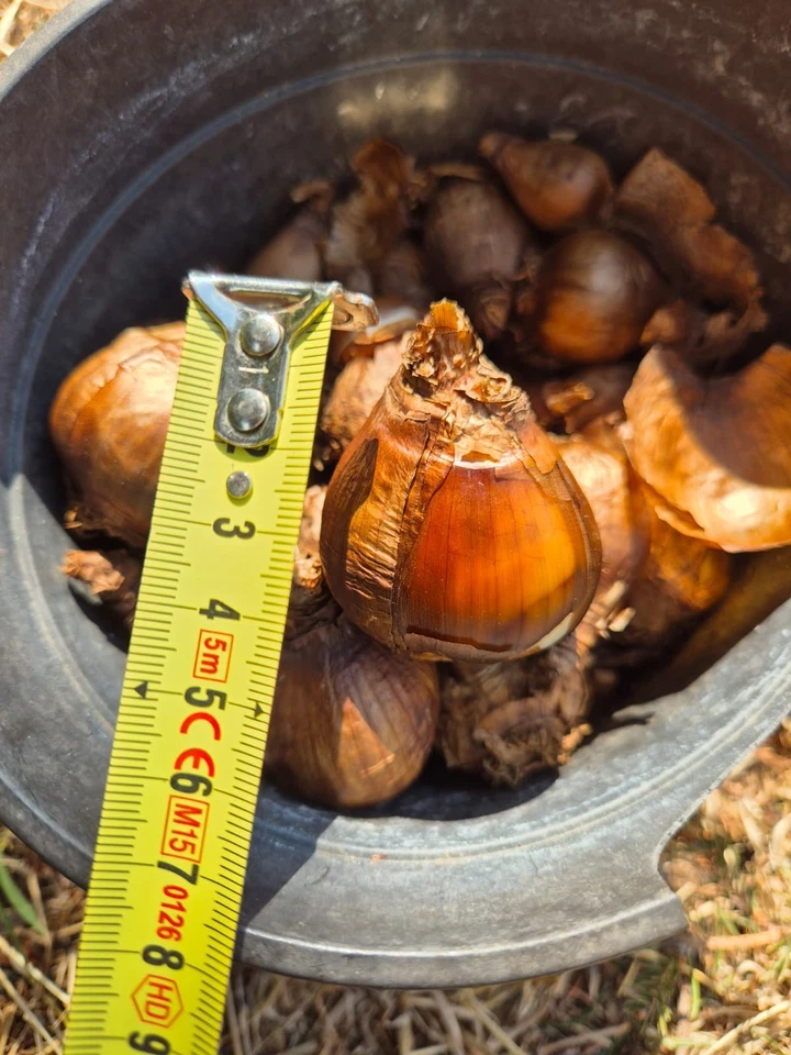 15 bulbi narciso varietà tazetta taglia medio grande - Immagine 3 di 3