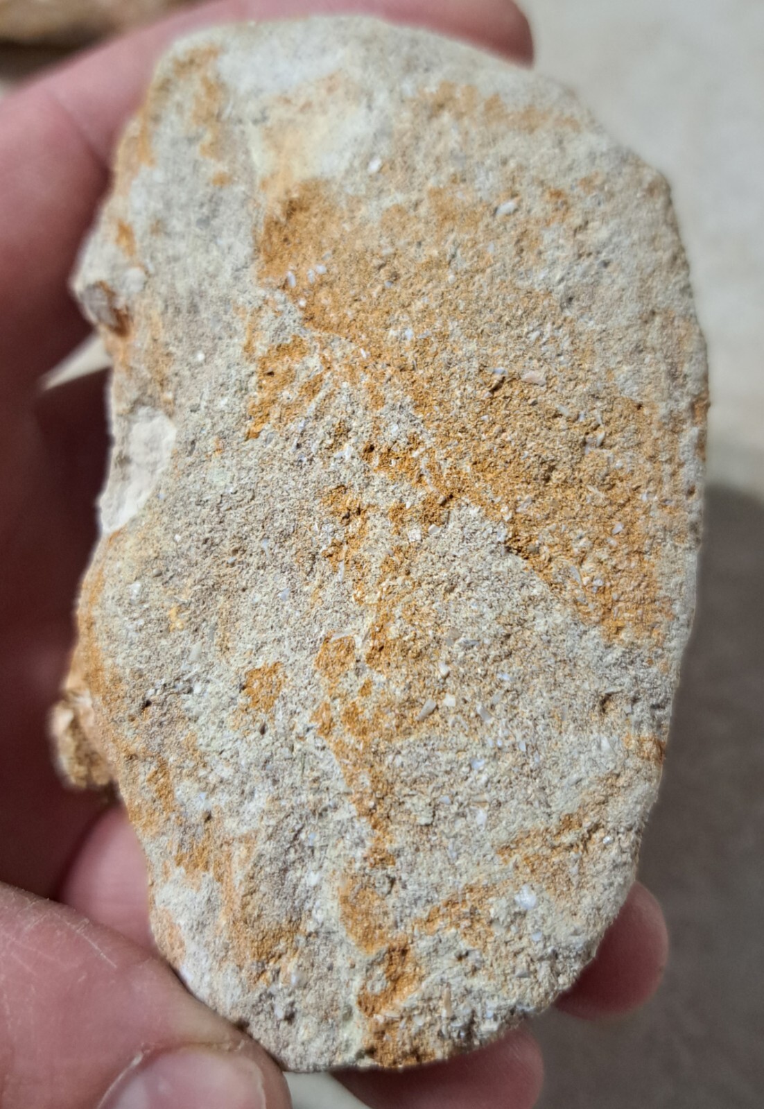 Large Real Dinosaur Mosasaur Mosasaurus TOOTH fossil in matrix | eBay