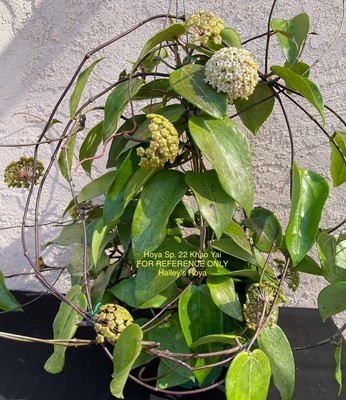 HOYA SP. 22 KHAO YAI IN 4.5 POT / EXACT PLANT / WELL ROOTED / SHIP IN POT
